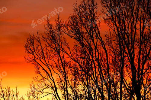 Preview: Germany, evening sky and trees in winter