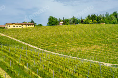 Preview: Vineyards of Monferrato near Gavi at springtime