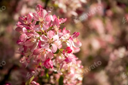 Preview: Cherry Blossom