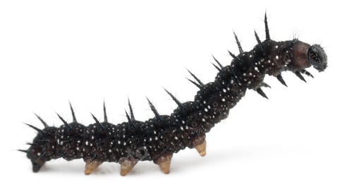 Preview: Caterpillar of a Peacock butterfly, Inachis io, in front of white background