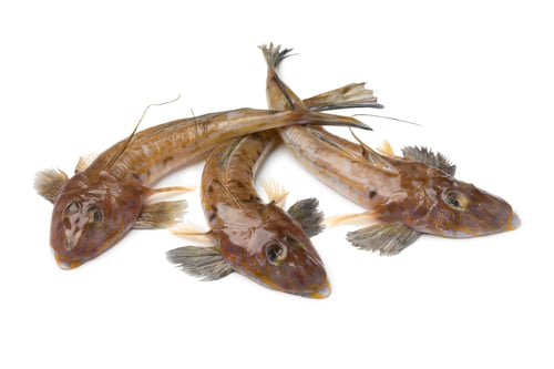 Preview: Fresh raw flathead fishes
