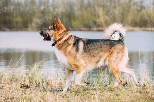 Preview: Funny Dog Play With Wooden Stick Near River