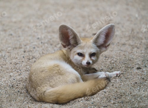 Preview: fennec fox (Vulpes zerda)