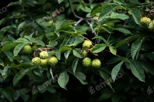 Preview: a chestnut tree with nuts growing on it, harvest season time