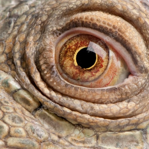 Preview: close-up on a Green Iguana - Iguana iguana (6 years old)