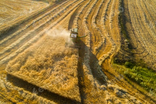 Preview: Wheat Harvest