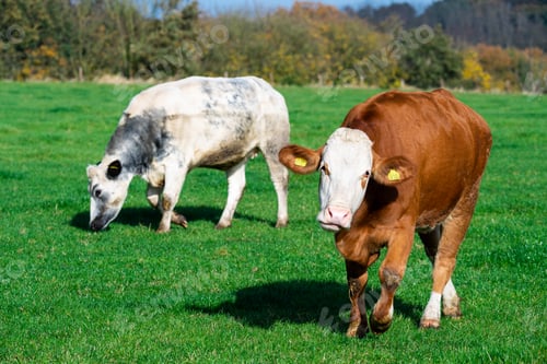 Preview: Dairy cows grazing on lush green pasture