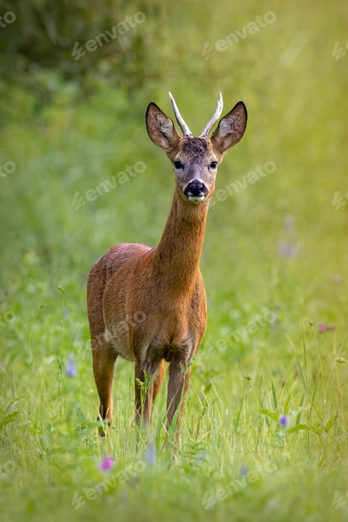 Preview: Roe deer buck standing on meadow in summertime nature
