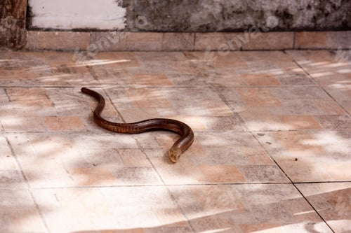 Preview: Blavor legless lizard crawling on sunlit tiled floor