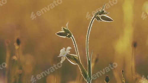 Preview: 4K Silene Latifolia Subsp. Alba. Formerly Melandrium Album. White Campion Is A Dioecious Flowering