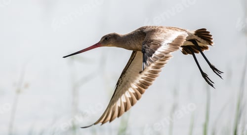 Preview: Black-tailed godwit flight close up photo, Bundala national park, Sri Lanka.