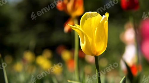 Preview: Close up of yellow tulip in a meadow in the city park. Stock footage. Colorful spring flowers on