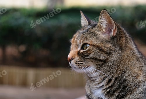 Preview: Close-up portrait of striped cat face in profile.