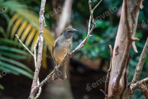 Preview: Buff-throated Saltator bird (Saltator similis)