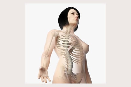 Preview: Anatomy: Asian Female Skin and Skeletal System