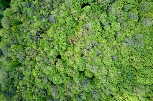 Preview: Top down flat aerial view of dark lush forest with green trees canopies in summer