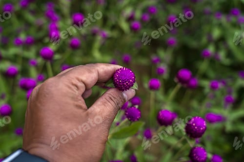 Preview: Closeup view of Globe Amaranth flower
