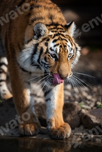 Preview: Close up view portrait of a Siberian tiger