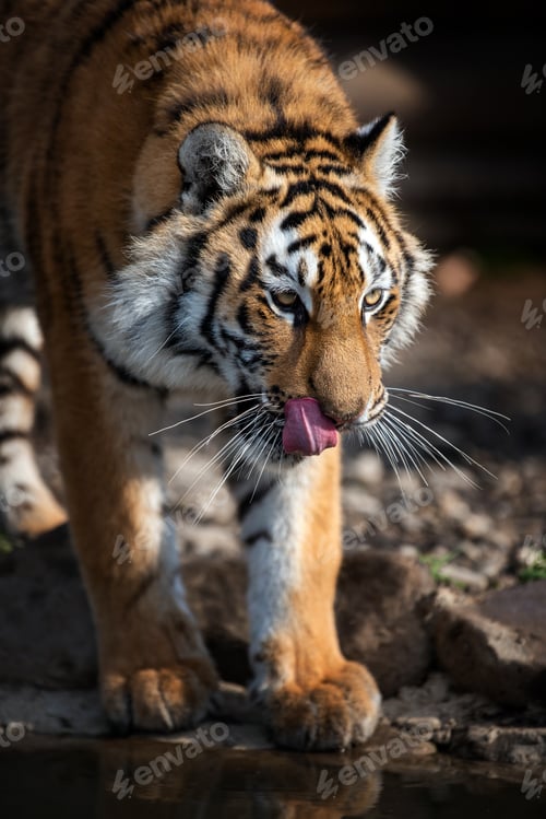 Preview: Close up view portrait of a Siberian tiger