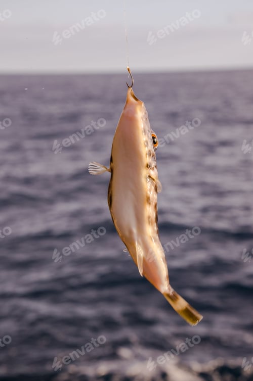 Preview: One Sea Fish Hooked , digital photo image