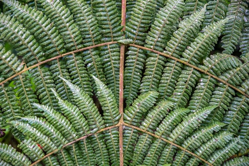 Preview: Beautiful closeup shot of fern plants connected by wooden sticks
