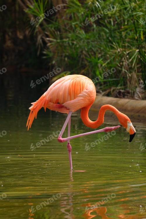 Preview: American flamingo Phoenicopterus ruber bird
