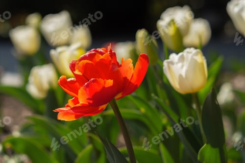 Preview: Red and white tulips close-up in the garden. Beautiful spring flower background.