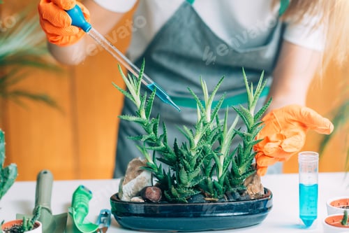 Preview: Woman Fertilizing Plants on the Table at Home