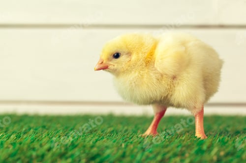 Preview: Little chicken on the grass. Creative photo