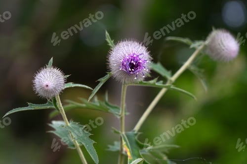 Preview: Echinops bannaticus Blue Globe Thistle