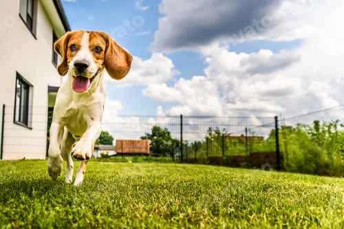 Preview: Beagle dog running