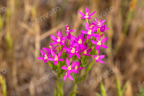 Preview: Wild plant, scientific name; Centaurium erythraea