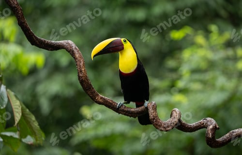 Preview: Toucan in Costa Rica Yellow Throat