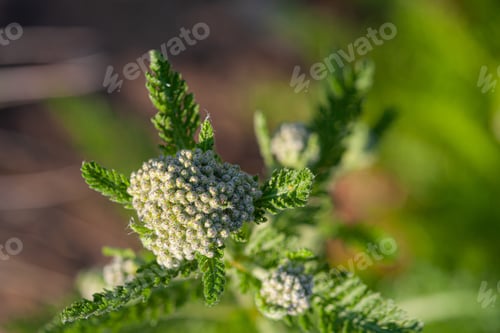 Preview: Close-up of buds of milfoil (achillea)