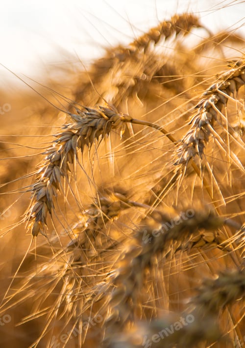 Preview: Wheat growing spikelets field harvest. Selective focus.