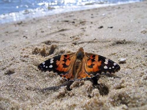 Preview: Painted Lady Butterfly on the sand