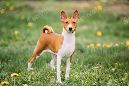 Preview: Basenji Kongo Terrier Dog. The Basenji Is A Breed Of Hunting Dog