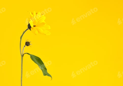 Preview: One yellow topinambur flower on yellow background, right copy space, single Jerusalem artichoke