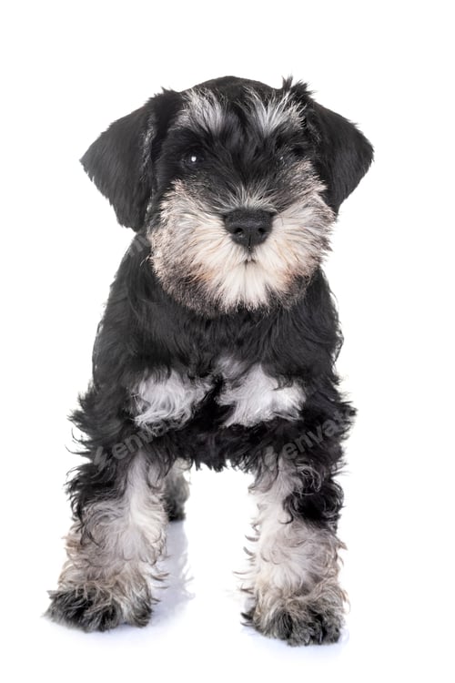 Preview: puppy miniature schnauzer
