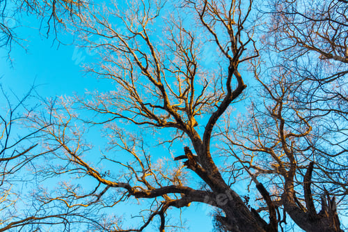 Preview: Branches of bare trees against the blue sky