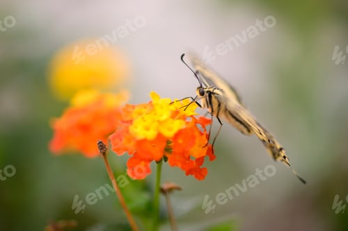 Preview: Close up of swallawtail butterfly perched on flowers and sucking nectar