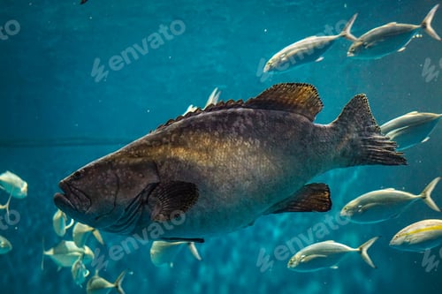 Preview: Closeup of grouper and other tropical fish swimming underwater
