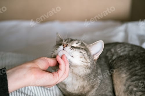 Preview: The gray striped cat lies in bed on the bed with woman's hand on a gray background