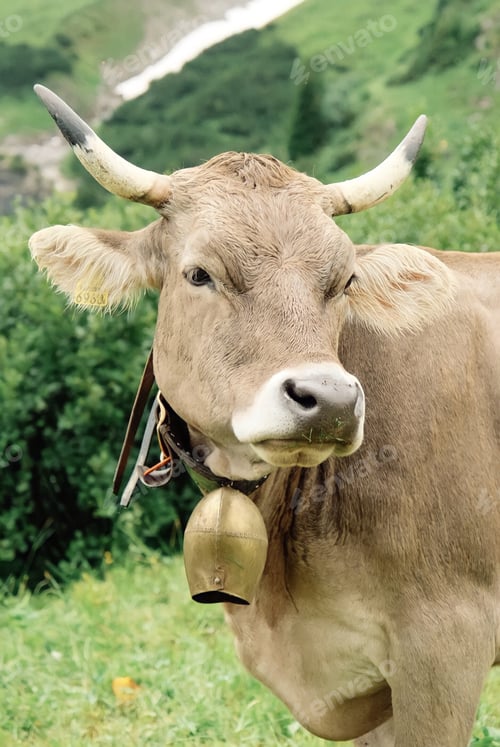 Preview: Cow close up