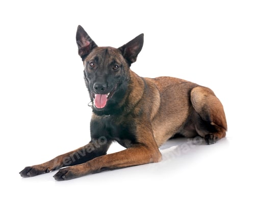 Preview: malinois in studio