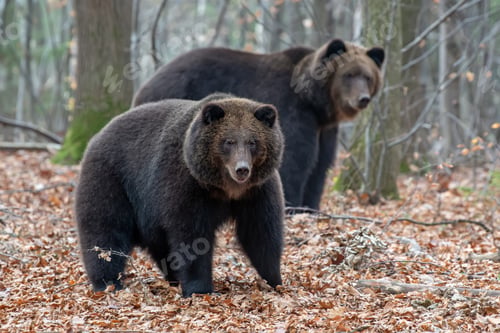 Preview: Bear in autumn forest