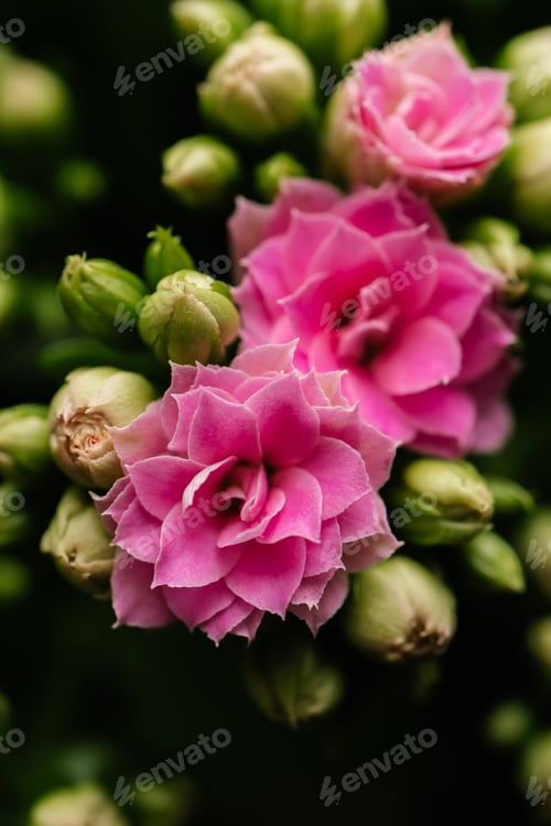 Preview: Pink house flower in bloom close-up from above.