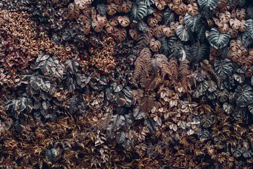 Preview: Close-up of vibrant green leaves with rich textures, creating a fresh, exotic backdrop.