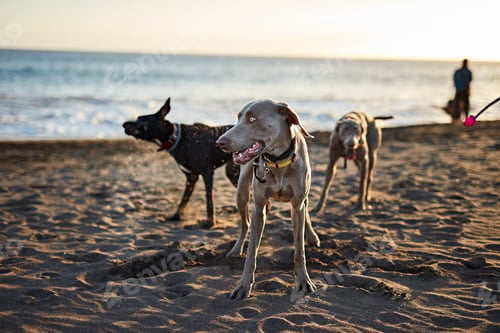 Preview: Dogs running near waving sea