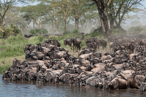 Preview: Herds of wildebeest at the Serengeti National Park, Tanzania, Africa